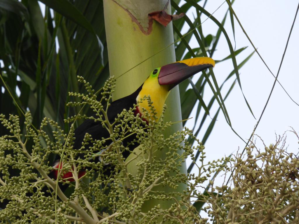 Puerto Jiménez Corcovado Beach Lodge מראה חיצוני תמונה