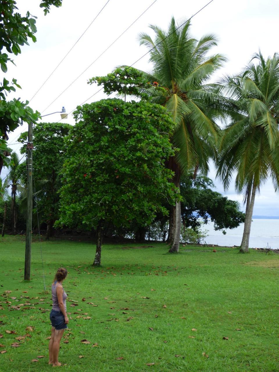Puerto Jiménez Corcovado Beach Lodge מראה חיצוני תמונה